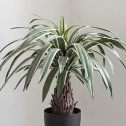 Artificial Dracaena Plant In Black Plant Pot -Home Luxe Studio 1000161718 alt02