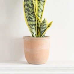 Artificial Sansevieria In Terracotta Plant Pot -Home Luxe Studio 30724509 alt02