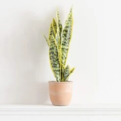 Artificial Sansevieria In Terracotta Plant Pot -Home Luxe Studio 30724509 alt03