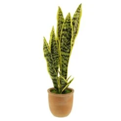 Artificial Sansevieria In Terracotta Plant Pot -Home Luxe Studio 30724509 alt04