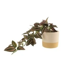 Artificial Trailing Tradescantia In White Ceramic Plant Pot -Home Luxe Studio 30827287 alt02