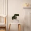 Artificial Bonsai Tree In Textured Cement Plant Pot 1 Artificial Bonsai Tree In Textured Cement Plant Pot -Home Luxe Studio 30830153