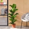 Fiddle Leaf Fig House Plant 2 Fiddle Leaf Fig House Plant -Home Luxe Studio 30875269