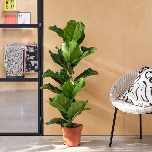 Fiddle Leaf Fig House Plant 3 Fiddle Leaf Fig House Plant