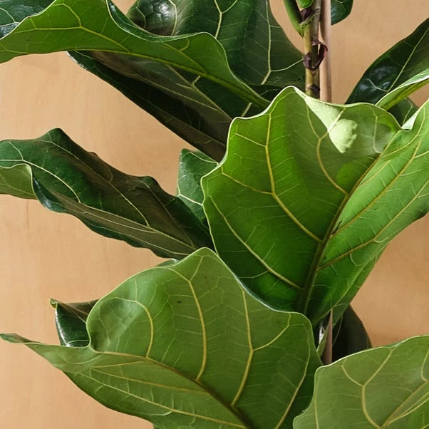 Fiddle Leaf Fig House Plant 4 Fiddle Leaf Fig House Plant - Image 2
