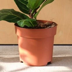 Fiddle Leaf Fig House Plant 8 Fiddle Leaf Fig House Plant -Home Luxe Studio 30875269 alt02