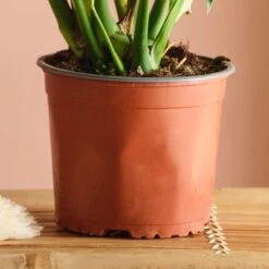 Swiss Cheese House Plant 19 Swiss Cheese House Plant -Home Luxe Studio 30875279 alt02