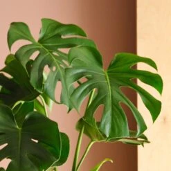 Swiss Cheese House Plant In Elho Pot 37 Swiss Cheese House Plant In Elho Pot -Home Luxe Studio 30875283 alt01