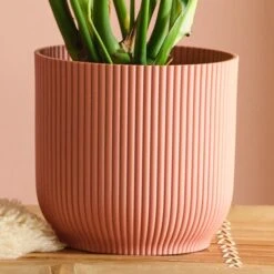 Swiss Cheese House Plant In Elho Pot 38 Swiss Cheese House Plant In Elho Pot -Home Luxe Studio 30875283 alt02