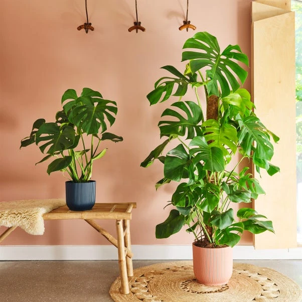 Swiss Cheese House Plant In Elho Pot 20 Swiss Cheese House Plant In Elho Pot - Image 18