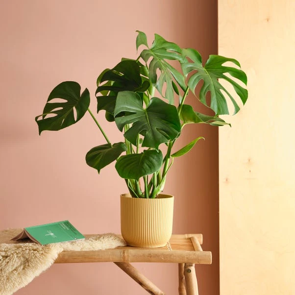 Swiss Cheese House Plant In Elho Pot 12 Swiss Cheese House Plant In Elho Pot - Image 10