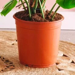 Swiss Cheese House Plant 14 Swiss Cheese House Plant -Home Luxe Studio 30875293 alt02