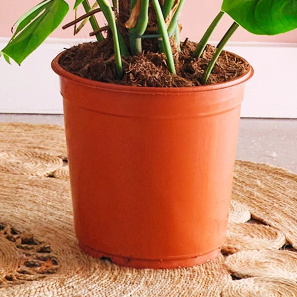 Swiss Cheese House Plant 5 Swiss Cheese House Plant - Image 3