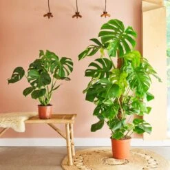 Swiss Cheese House Plant 15 Swiss Cheese House Plant -Home Luxe Studio 30875293 alt03