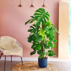 Swiss Cheese House Plant In Elho Pot 27 Swiss Cheese House Plant In Elho Pot -Home Luxe Studio 30875295