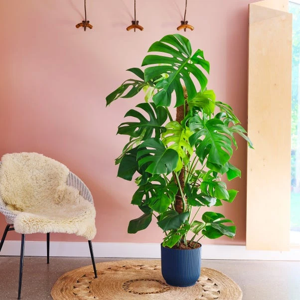 Swiss Cheese House Plant In Elho Pot 8 Swiss Cheese House Plant In Elho Pot - Image 6