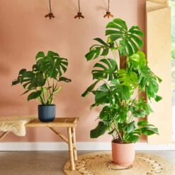 Swiss Cheese House Plant In Elho Pot 30 Swiss Cheese House Plant In Elho Pot -Home Luxe Studio 30875295 alt03