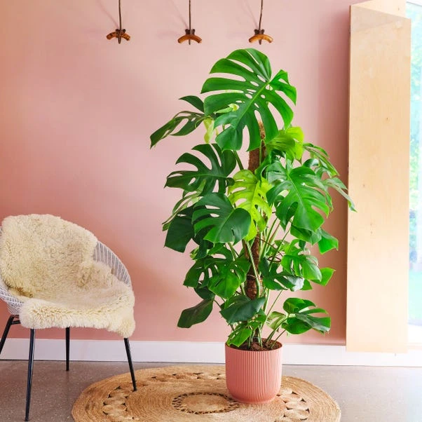 Swiss Cheese House Plant In Elho Pot 3 Swiss Cheese House Plant In Elho Pot