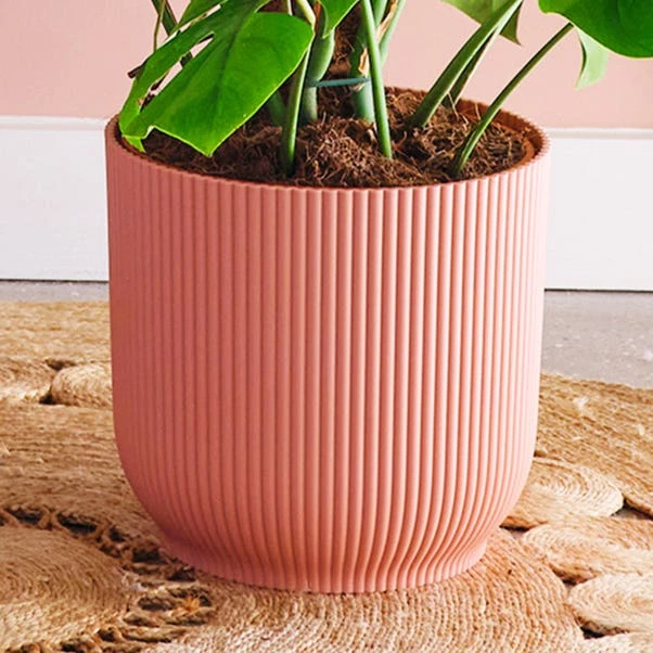 Swiss Cheese House Plant In Elho Pot 5 Swiss Cheese House Plant In Elho Pot - Image 3