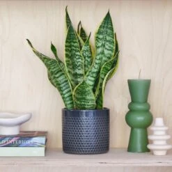 Snake House Plant In Capri Pot -Home Luxe Studio 30875362