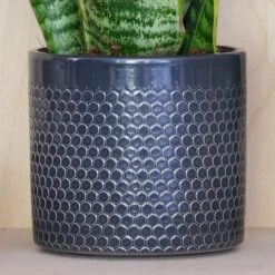 Snake House Plant In Capri Pot -Home Luxe Studio 30875362 alt02