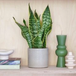 Snake House Plant In Capri Pot -Home Luxe Studio 30875363