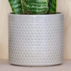 Snake House Plant In Capri Pot -Home Luxe Studio 30875363 alt02