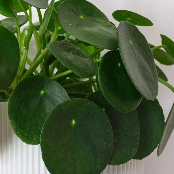 Chinese Money House Plant 4 Chinese Money House Plant - Image 2