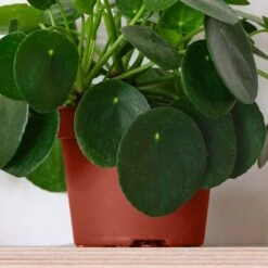 Chinese Money House Plant 10 Chinese Money House Plant -Home Luxe Studio 30875523 alt02