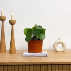 Chinese Money House Plant 11 Chinese Money House Plant -Home Luxe Studio 30875523 alt03