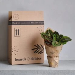 Chinese Money House Plant 12 Chinese Money House Plant -Home Luxe Studio 30875523 alt04