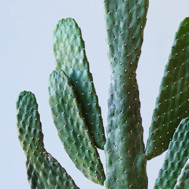 Cowboy Cactus House Plant 4 Cowboy Cactus House Plant - Image 2