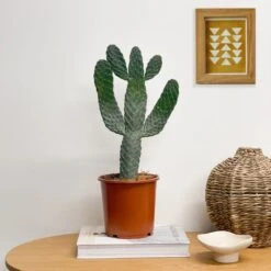 Cowboy Cactus House Plant 10 Cowboy Cactus House Plant -Home Luxe Studio 30875575 alt03