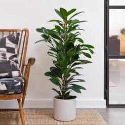 African Fig House Plant In Capri Pot 19 African Fig House Plant In Capri Pot -Home Luxe Studio 30876036