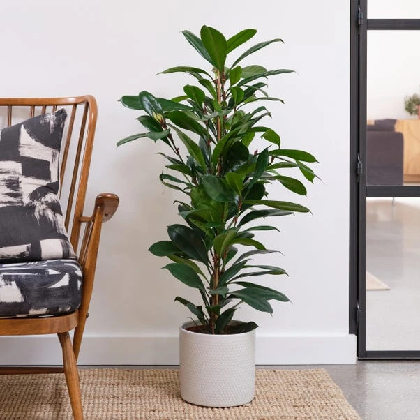 African Fig House Plant In Capri Pot 10 African Fig House Plant In Capri Pot - Image 8