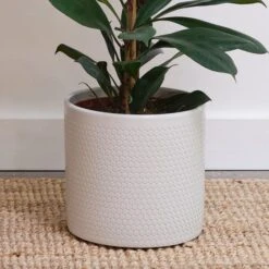 African Fig House Plant In Capri Pot 21 African Fig House Plant In Capri Pot -Home Luxe Studio 30876036 alt02