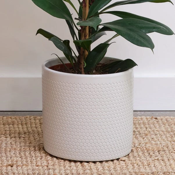 African Fig House Plant In Capri Pot 12 African Fig House Plant In Capri Pot - Image 10