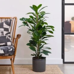 African Fig House Plant In Capri Pot 16 African Fig House Plant In Capri Pot -Home Luxe Studio 30876037