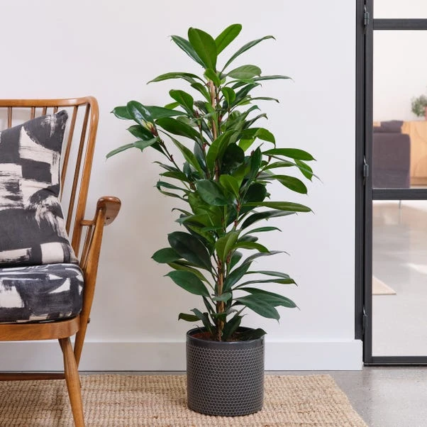 African Fig House Plant In Capri Pot 7 African Fig House Plant In Capri Pot - Image 5