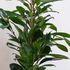 African Fig House Plant In Capri Pot 17 African Fig House Plant In Capri Pot -Home Luxe Studio 30876037 alt01