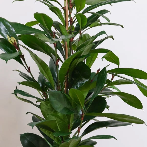 African Fig House Plant In Capri Pot 4 African Fig House Plant In Capri Pot - Image 2