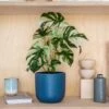 Artificial Variegated Monstera Plant -Home Luxe Studio 30886336