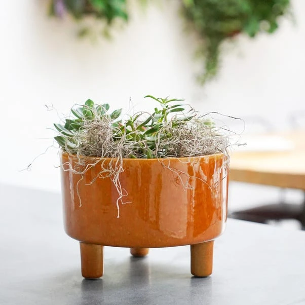 Pisa Bowl Plant Pot 20 Pisa Bowl Plant Pot - Image 18