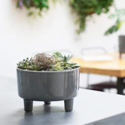 Pisa Bowl Plant Pot 30 Pisa Bowl Plant Pot -Home Luxe Studio 30911873