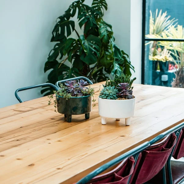 Pisa Bowl Plant Pot 3 Pisa Bowl Plant Pot