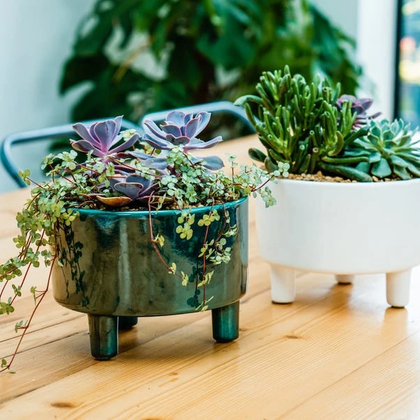 Pisa Bowl Plant Pot 4 Pisa Bowl Plant Pot - Image 2