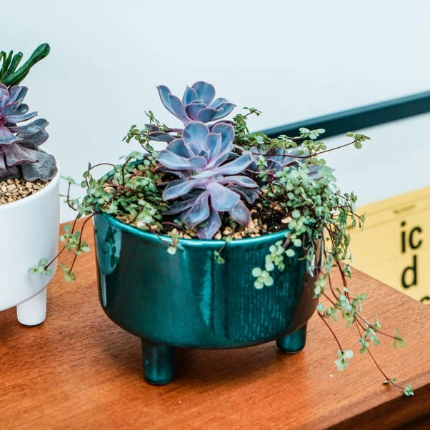 Pisa Bowl Plant Pot 6 Pisa Bowl Plant Pot - Image 4