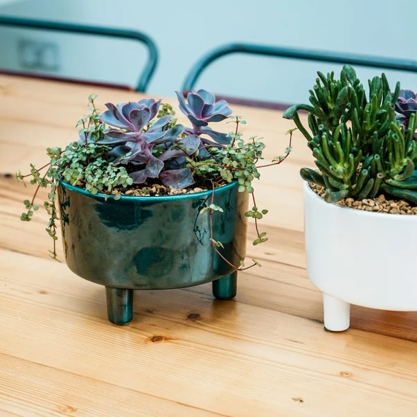 Pisa Bowl Plant Pot 7 Pisa Bowl Plant Pot - Image 5