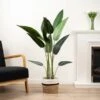 Artificial Bird Of Paradise Tree In Black Plastic Plant Pot 2 Artificial Bird Of Paradise Tree In Black Plastic Plant Pot -Home Luxe Studio 30913525