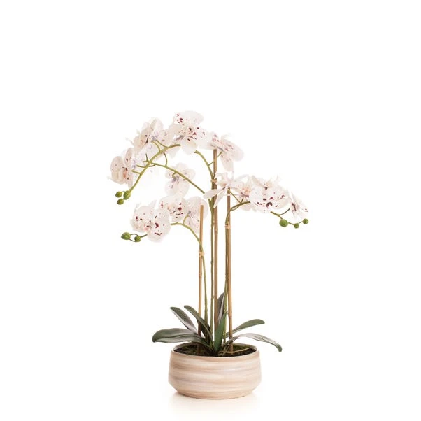 Artificial White Speckled Orchid In Beige Ceramic Plant Pot 10 Artificial White Speckled Orchid In Beige Ceramic Plant Pot - Image 8